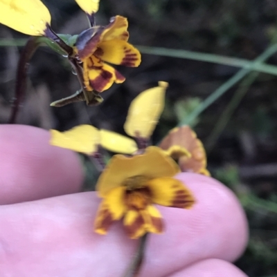 Diuris semilunulata (Late Leopard Orchid) at Jerrabomberra, ACT - 22 Oct 2022 by Tapirlord