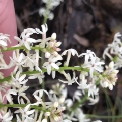 Stackhousia monogyna (Creamy Candles) at Farrer, ACT - 22 Oct 2022 by Tapirlord