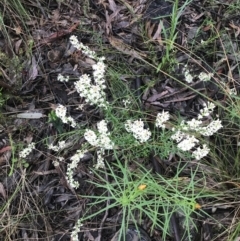 Stackhousia monogyna at Farrer, ACT - 22 Oct 2022