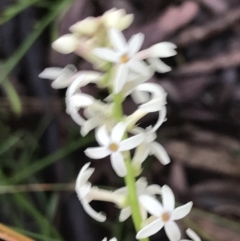 Stackhousia monogyna at Farrer, ACT - 22 Oct 2022