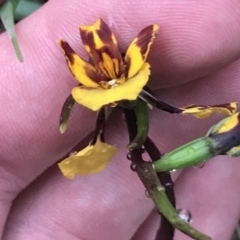 Diuris semilunulata (Late Leopard Orchid) at Farrer, ACT - 22 Oct 2022 by Tapirlord