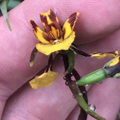 Diuris semilunulata (Late Leopard Orchid) at Farrer Ridge - 22 Oct 2022 by Tapirlord