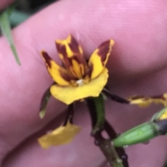 Diuris semilunulata at Farrer, ACT - suppressed