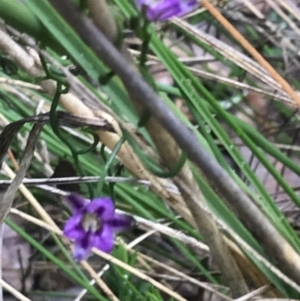 Thysanotus patersonii at Farrer, ACT - 22 Oct 2022