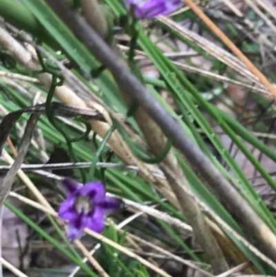 Thysanotus patersonii (Twining Fringe Lily) at Farrer, ACT - 22 Oct 2022 by Tapirlord