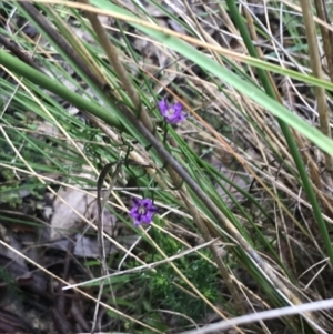 Thysanotus patersonii at Farrer, ACT - 22 Oct 2022