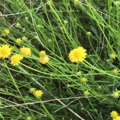 Calotis lappulacea (Yellow Burr Daisy) at Farrer Ridge - 22 Oct 2022 by Tapirlord