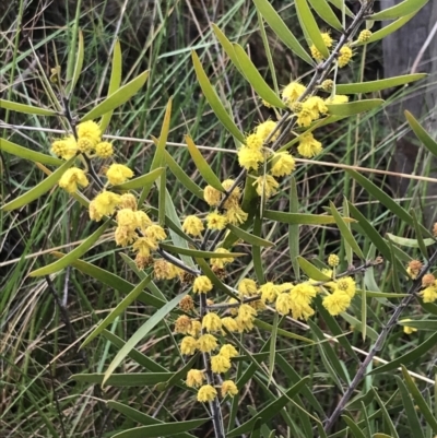 Acacia lanigera var. lanigera (Woolly Wattle, Hairy Wattle) at Farrer, ACT - 22 Oct 2022 by Tapirlord