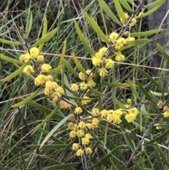 Acacia lanigera var. lanigera (Woolly Wattle, Hairy Wattle) at Farrer, ACT - 22 Oct 2022 by Tapirlord