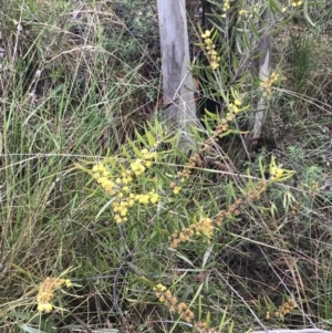 Acacia lanigera var. lanigera at Farrer, ACT - 22 Oct 2022 01:31 PM