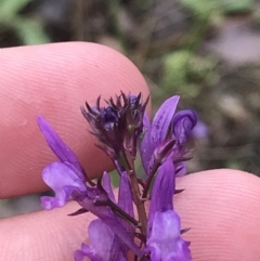 Linaria pelisseriana at Farrer, ACT - 22 Oct 2022 01:31 PM