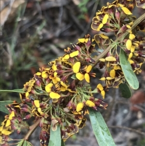 Daviesia mimosoides subsp. mimosoides at Farrer, ACT - 22 Oct 2022 01:30 PM