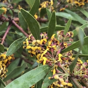 Daviesia mimosoides subsp. mimosoides at Farrer, ACT - 22 Oct 2022 01:30 PM