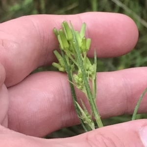 Senecio prenanthoides at Farrer, ACT - 22 Oct 2022 01:29 PM