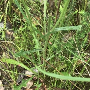 Senecio prenanthoides at Farrer, ACT - 22 Oct 2022