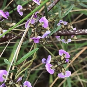 Glycine clandestina at Farrer, ACT - 22 Oct 2022 01:29 PM