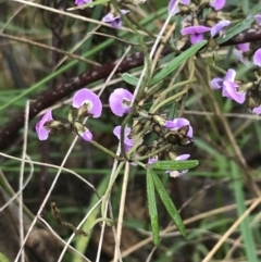 Glycine clandestina at Farrer, ACT - 22 Oct 2022 01:29 PM