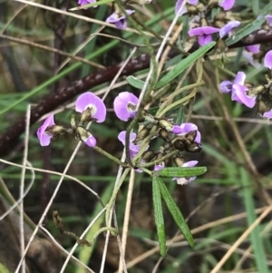 Glycine clandestina at Farrer, ACT - 22 Oct 2022 01:29 PM