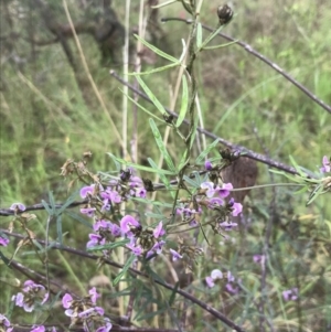 Glycine clandestina at Farrer, ACT - 22 Oct 2022 01:29 PM