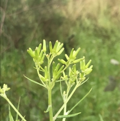 Senecio quadridentatus (Cotton Fireweed) at Farrer, ACT - 22 Oct 2022 by Tapirlord