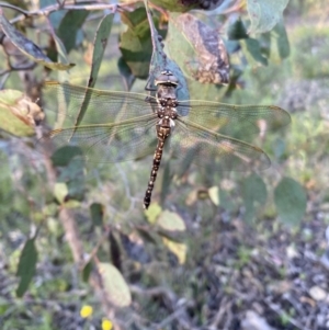 Adversaeschna brevistyla at Wamboin, NSW - 14 Nov 2022 06:43 PM