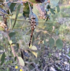 Adversaeschna brevistyla at Wamboin, NSW - 14 Nov 2022 06:43 PM