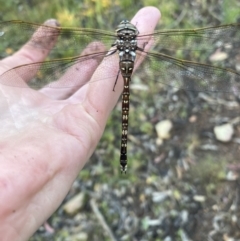 Adversaeschna brevistyla at Wamboin, NSW - 14 Nov 2022 06:43 PM