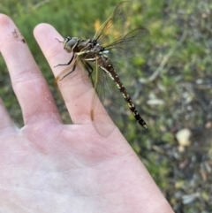 Adversaeschna brevistyla at Wamboin, NSW - 14 Nov 2022