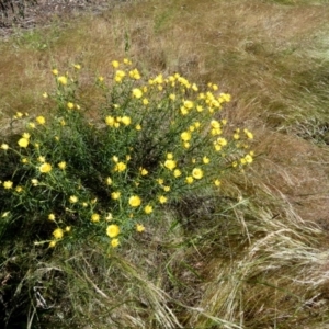 Xerochrysum viscosum at Queanbeyan West, NSW - 22 Nov 2022