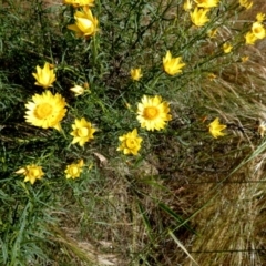 Xerochrysum viscosum at Queanbeyan West, NSW - 22 Nov 2022