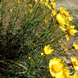 Xerochrysum viscosum at Queanbeyan West, NSW - 22 Nov 2022