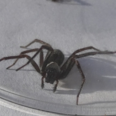 Badumna sp. (genus) (Lattice-web spider) at Queanbeyan, NSW - 23 Nov 2022 by Paul4K