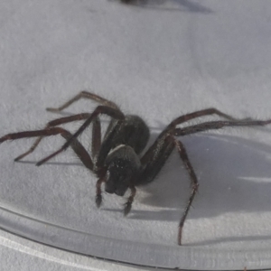 Badumna sp. (genus) at Queanbeyan, NSW - 24 Nov 2022