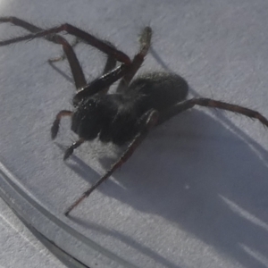 Badumna sp. (genus) at Queanbeyan, NSW - 24 Nov 2022