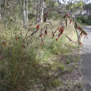 Rytidosperma pallidum at Queanbeyan West, NSW - 25 Nov 2022 07:03 AM