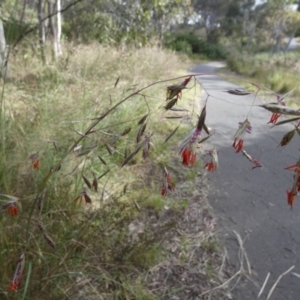 Rytidosperma pallidum at Queanbeyan West, NSW - 25 Nov 2022