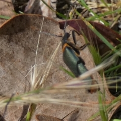 Chauliognathus lugubris (Plague Soldier Beetle) at Bicentennial Park - 24 Nov 2022 by Paul4K