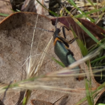Chauliognathus lugubris (Plague Soldier Beetle) at QPRC LGA - 24 Nov 2022 by Paul4K