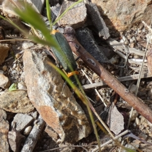 Chauliognathus lugubris at Queanbeyan West, NSW - 25 Nov 2022