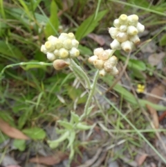 Pseudognaphalium luteoalbum (Jersey Cudweed) at Bicentennial Park - 24 Nov 2022 by Paul4K