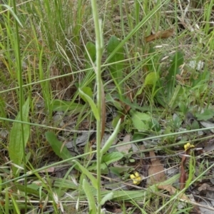 Pseudognaphalium luteoalbum at Queanbeyan West, NSW - 25 Nov 2022