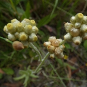 Pseudognaphalium luteoalbum at Queanbeyan West, NSW - 25 Nov 2022