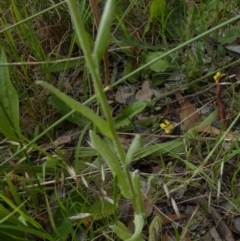 Pseudognaphalium luteoalbum at Queanbeyan West, NSW - 25 Nov 2022