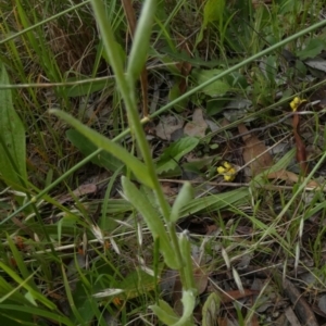 Pseudognaphalium luteoalbum at Queanbeyan West, NSW - 25 Nov 2022