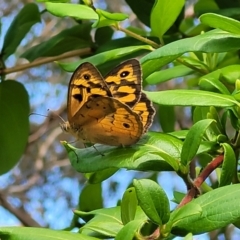 Heteronympha merope (Common Brown Butterfly) at Mount White, NSW - 24 Nov 2022 by trevorpreston