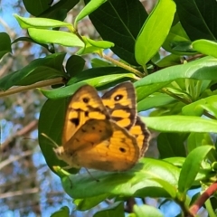 Heteronympha merope at Mount White, NSW - 25 Nov 2022