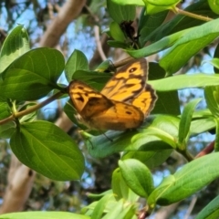 Heteronympha merope at Mount White, NSW - 25 Nov 2022