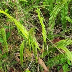 Nephrolepis cordifolia (Fishbone Fern) at Mount White, NSW - 24 Nov 2022 by trevorpreston