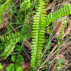 Nephrolepis cordifolia at Mount White, NSW - 25 Nov 2022 10:14 AM