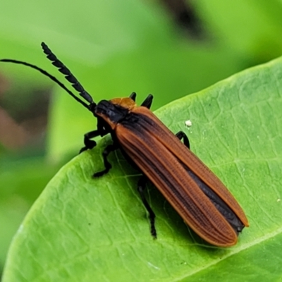 Lycidae sp. (family) (Net-winged beetle) at Mount White, NSW - 25 Nov 2022 by trevorpreston